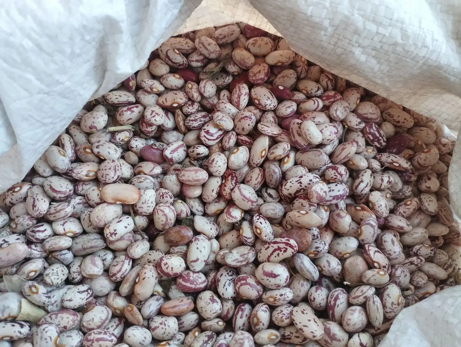 لوبیا چیتی خوش پخت|خوردنی و آشامیدنی|ویلکیج, |دیوار