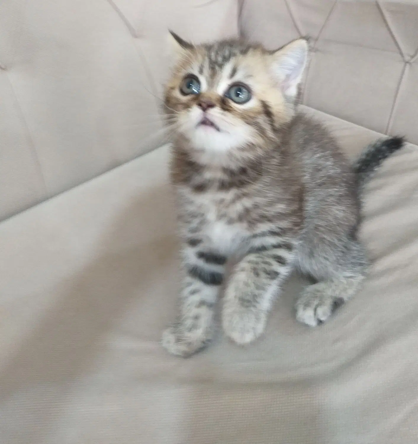 گربه|گربه|اردبیل, |دیوار
