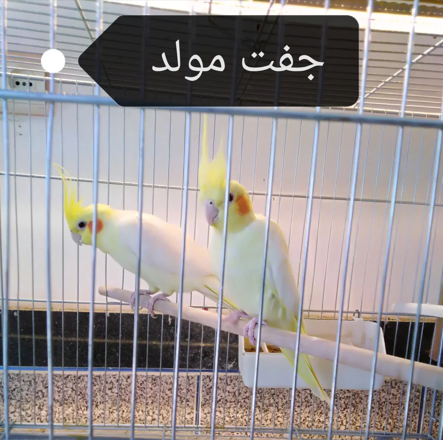 طوطی سانان|پرنده|بوکان, |دیوار