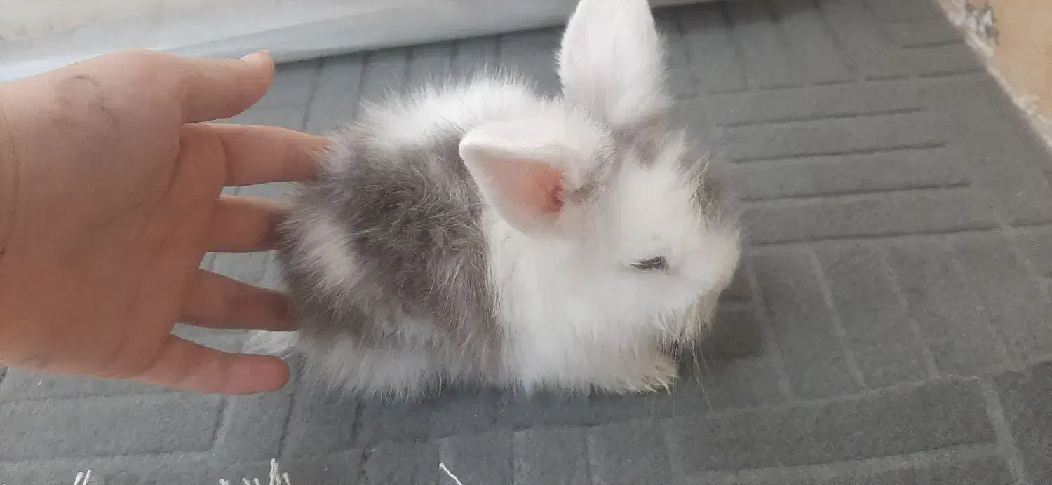 مینی لوپ|موش و خرگوش|دزفول, |دیوار