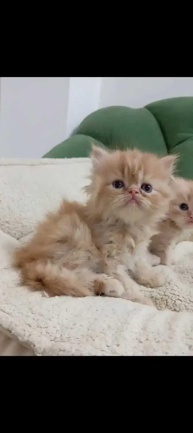 پرشین گارفیلدی|گربه|مشهد, پروین اعتصامی|دیوار