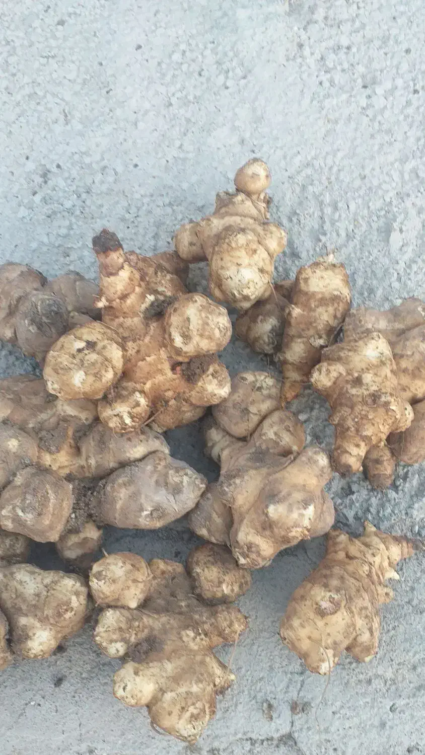 شلغم شیرازی|خوردنی و آشامیدنی|اردبیل, |دیوار