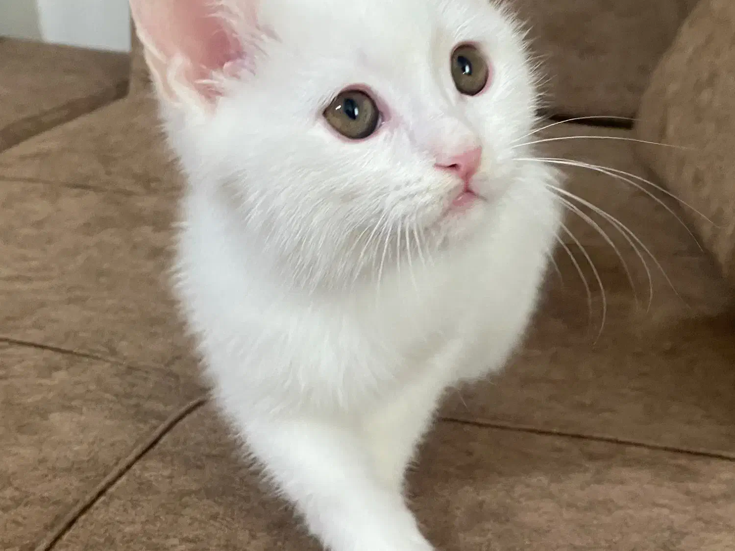 گربه|گربه|سمنان, |دیوار