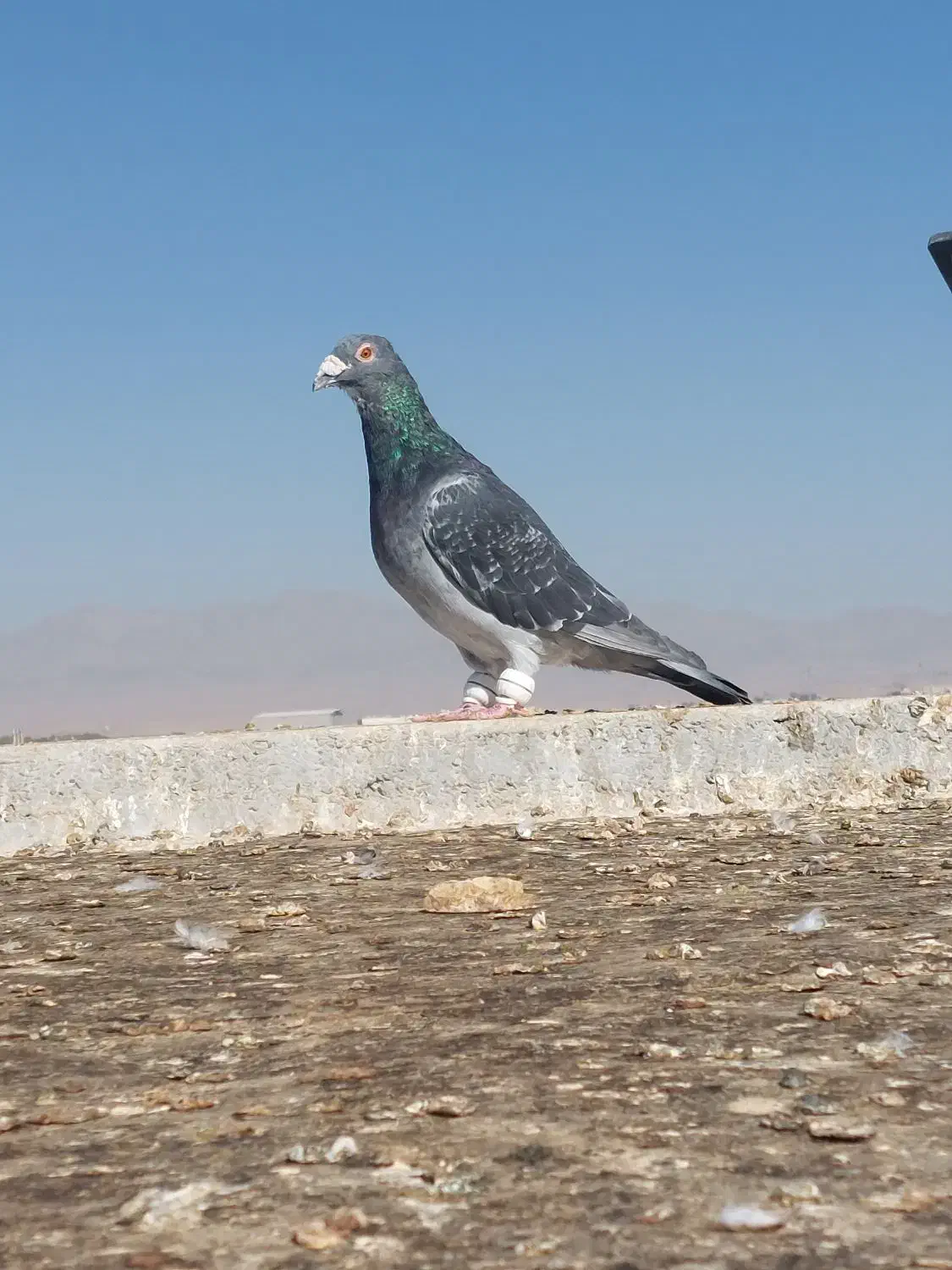 سبزوپولکی و ساده|پرنده|تربتحیدریه, بالا ولایت|دیوار