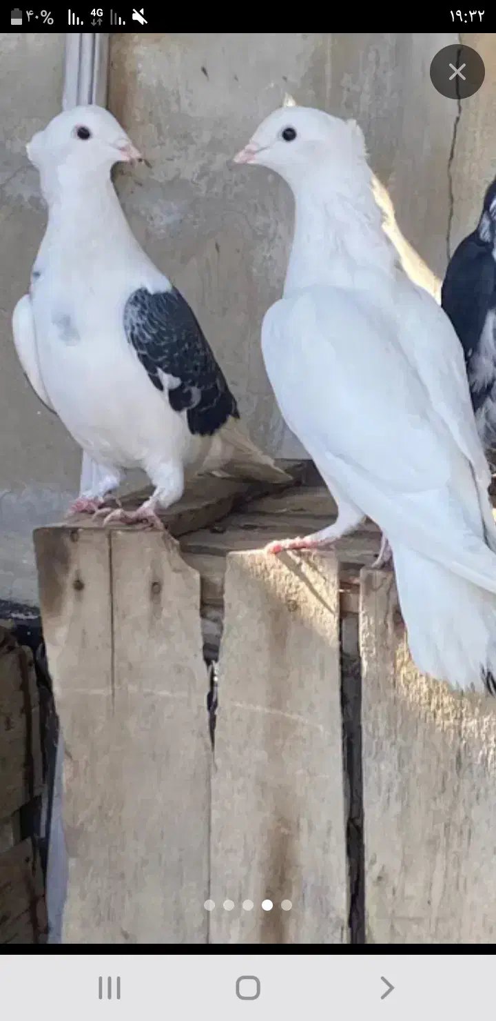 کبوتر دونه ۱۰۰|پرنده|جهرم, |دیوار