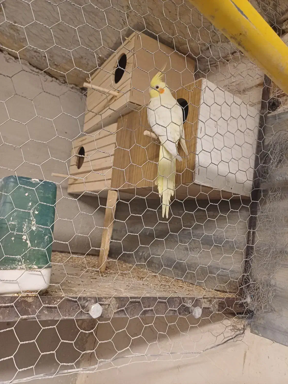 عروس هلندی|پرنده|چهاردانگه (تهران), |دیوار