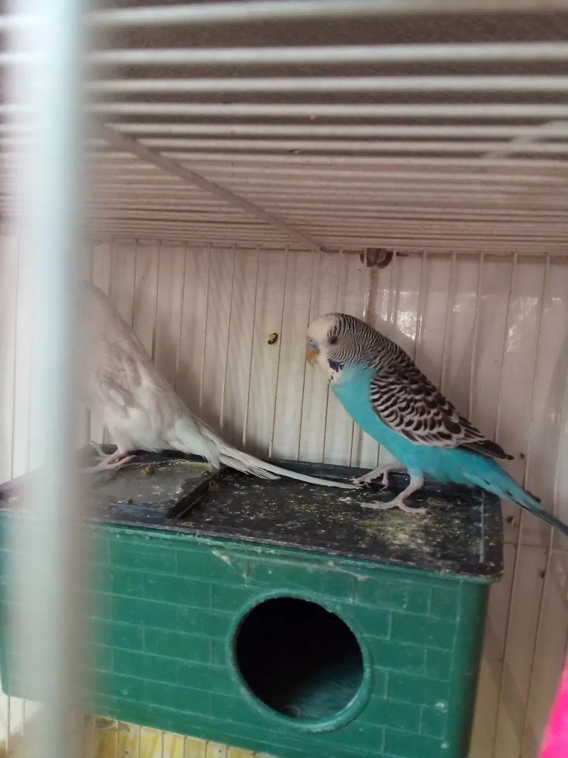 باسلام فروش یامعاوضه جفت مرغ عشق باجفت فنچ مولد|پرنده|بیرجند, |دیوار