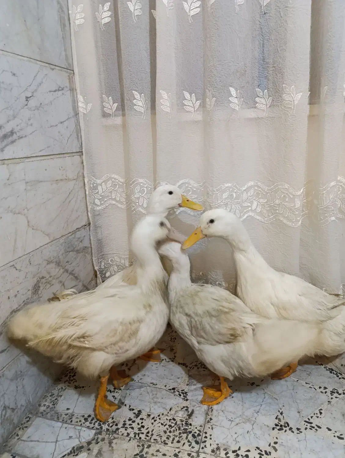 فروش اردک|حیوانات مزرعه|رشت, شهرک آیت الله منتظری|دیوار