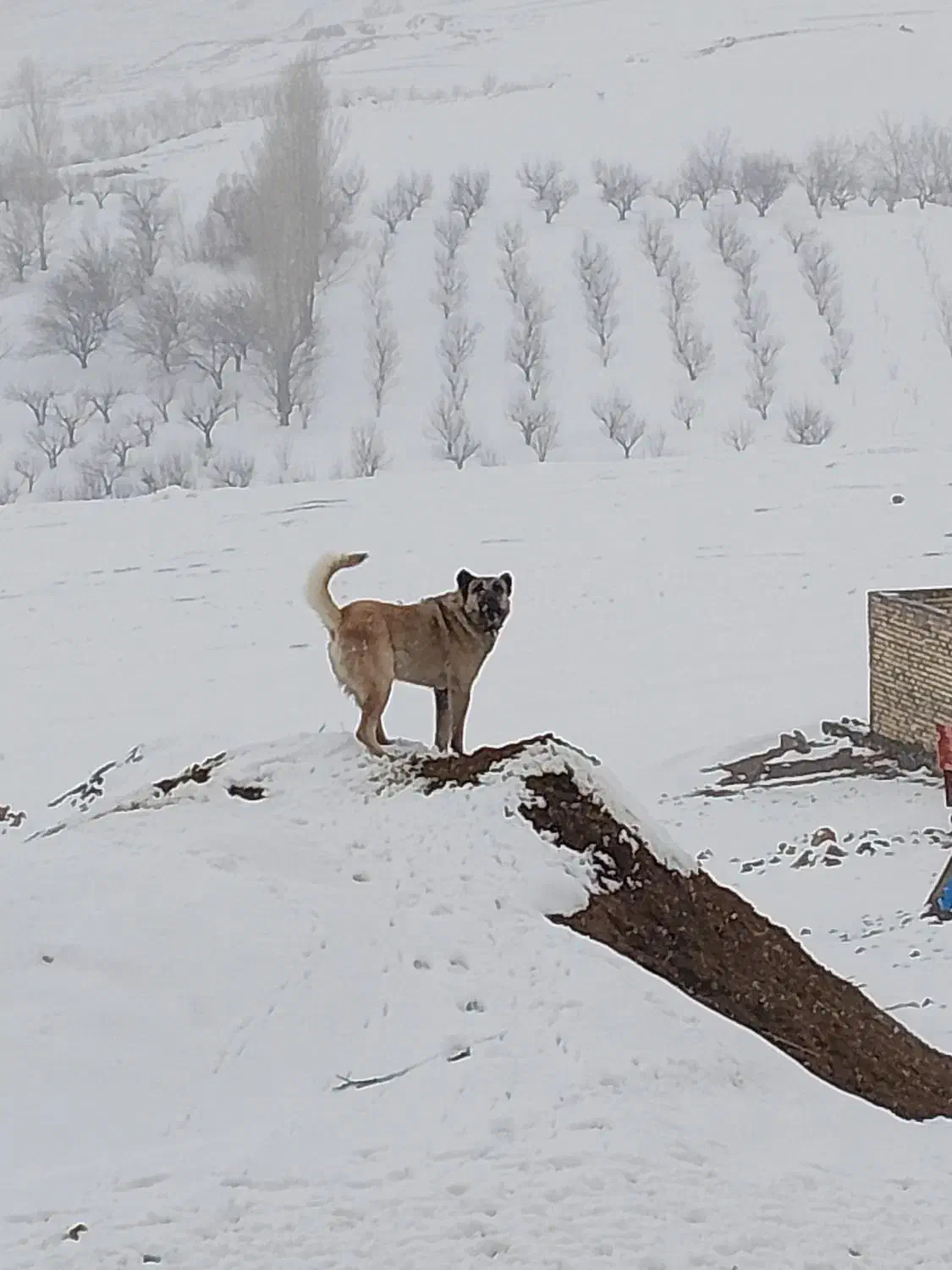 سگ سرابی|سگ|انگوران, |دیوار