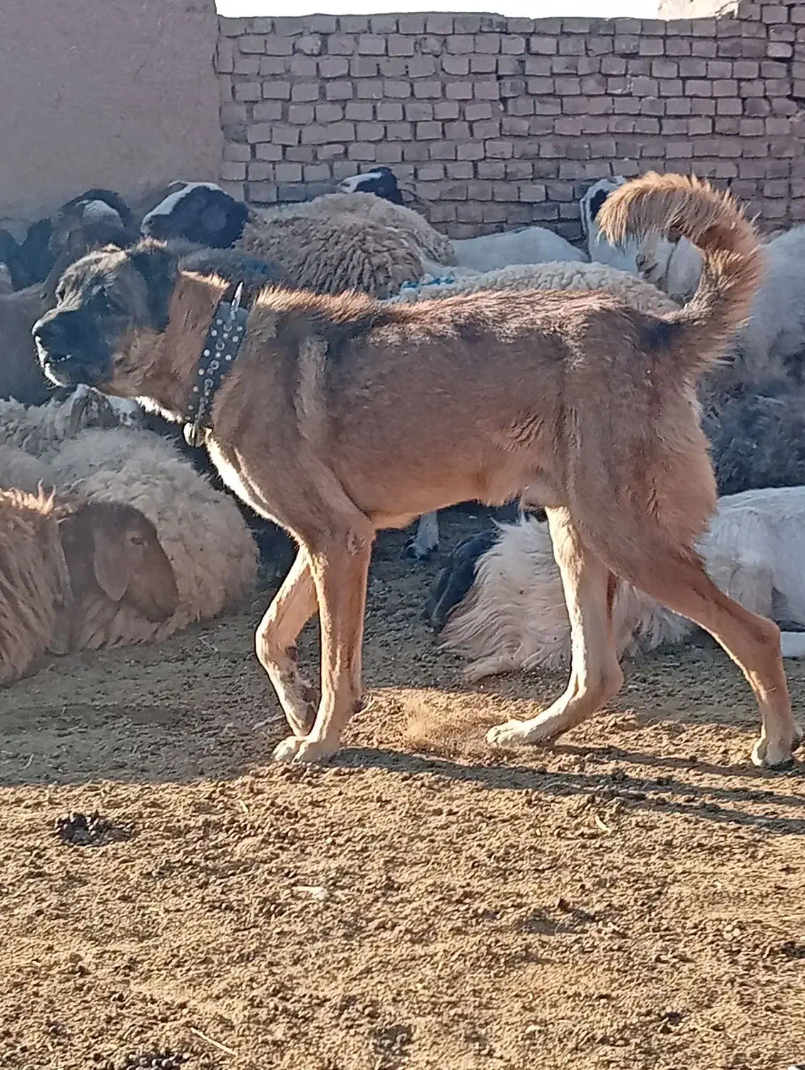 سگ گله و نگهبان|سگ|سبزوار, رباط|دیوار