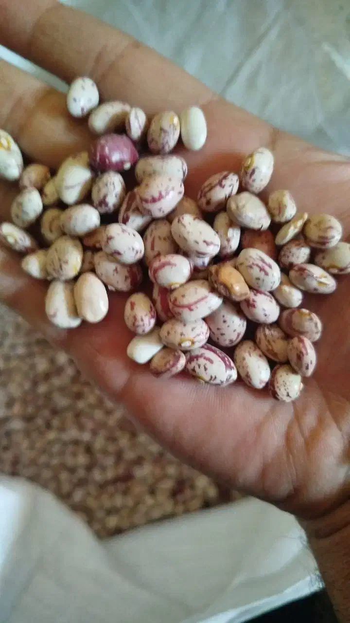 لوبیا چیتی کمیل درجه یک عمده|خوردنی و آشامیدنی|فریدونکنار, |دیوار