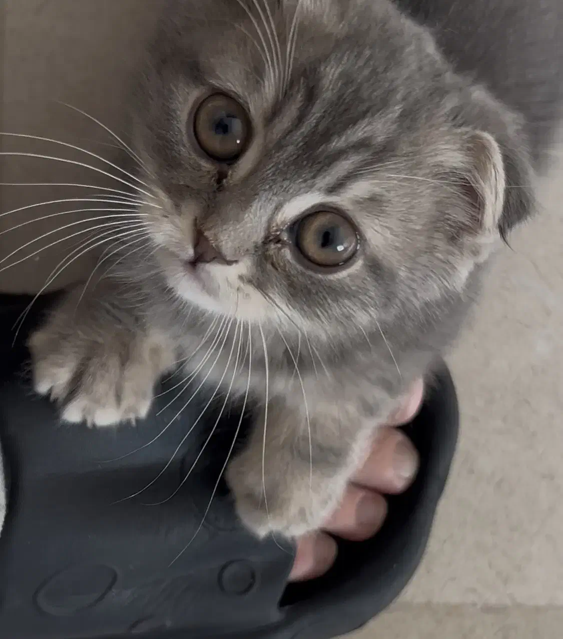 بچه گربه اسکاتیش فولد بلو گلد|گربه|قم, شهرک قدس|دیوار