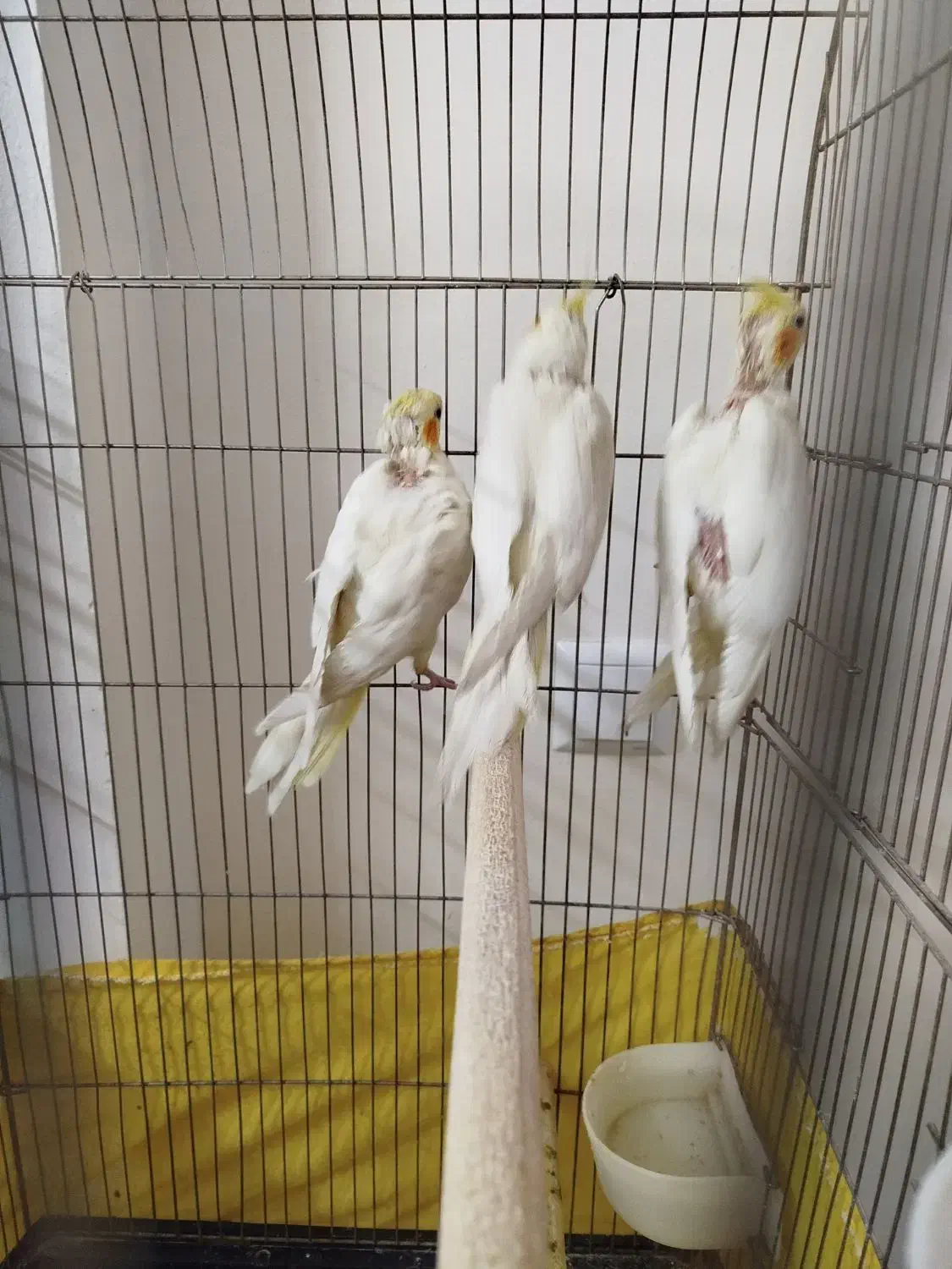 عروس هلندی|پرنده|تهران, مقدم|دیوار