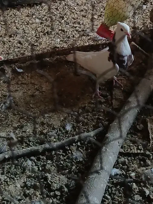 کفتر طوقی|پرنده|آران و بیدگل, |دیوار