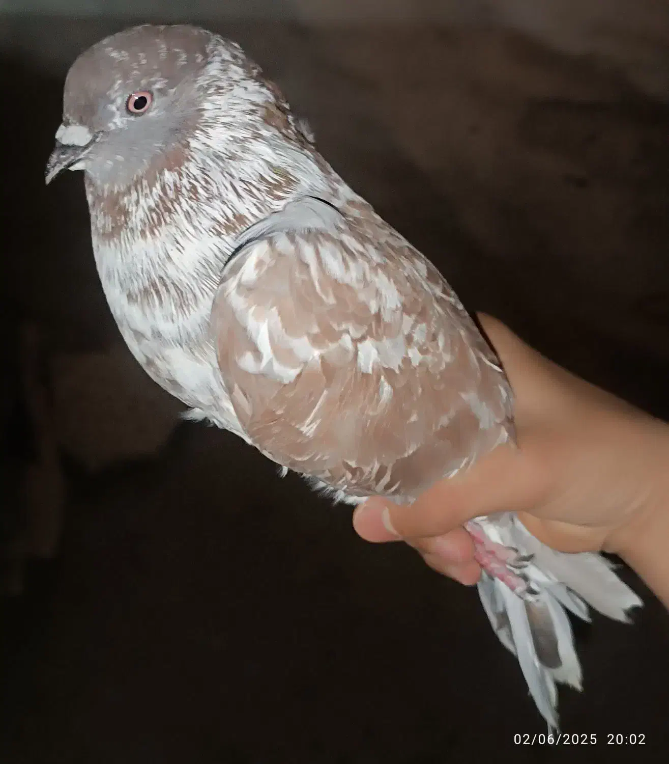 کبوتر صابونی|پرنده|هندیجان, |دیوار