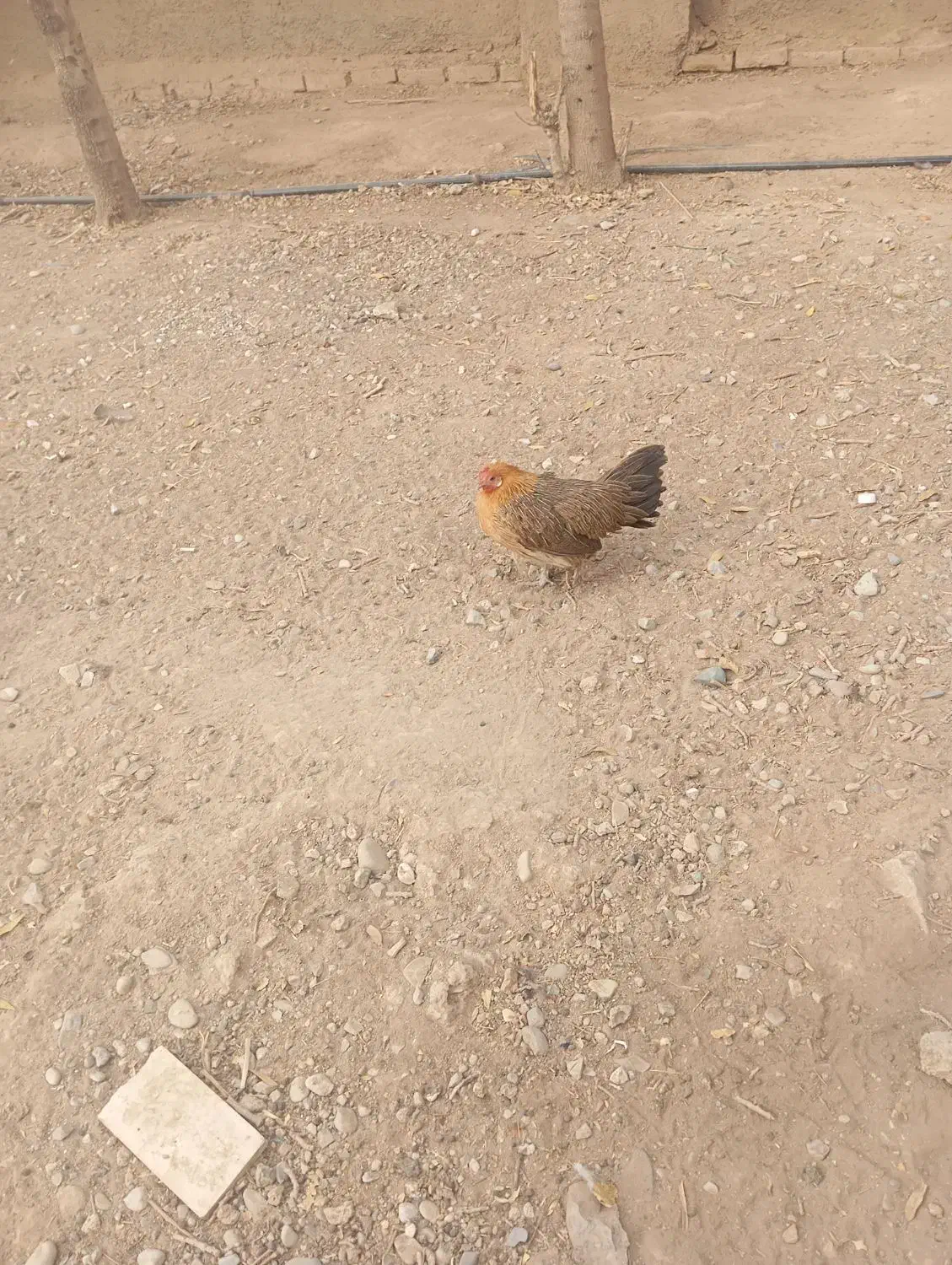 خروس و مرغ مینیاتوری|حیوانات مزرعه|پیشوا, |دیوار