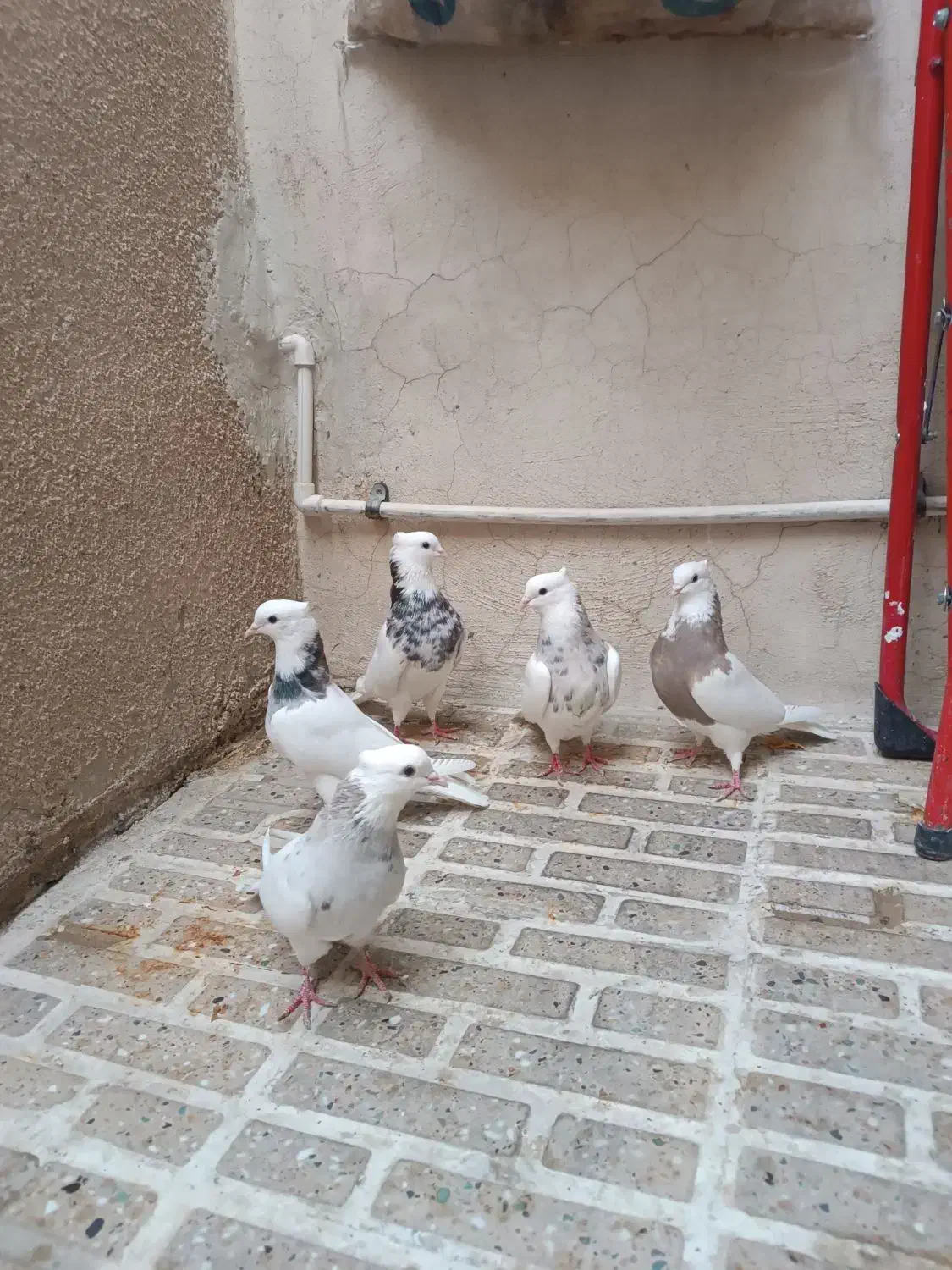 طوقی عتیقه عشق باز|پرنده|ایلام, |دیوار