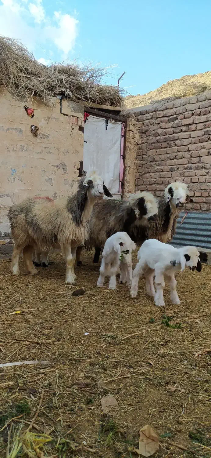 3رس میش بختیاری اصل تک بره و جفت بره|حیوانات مزرعه|کرمان, |دیوار