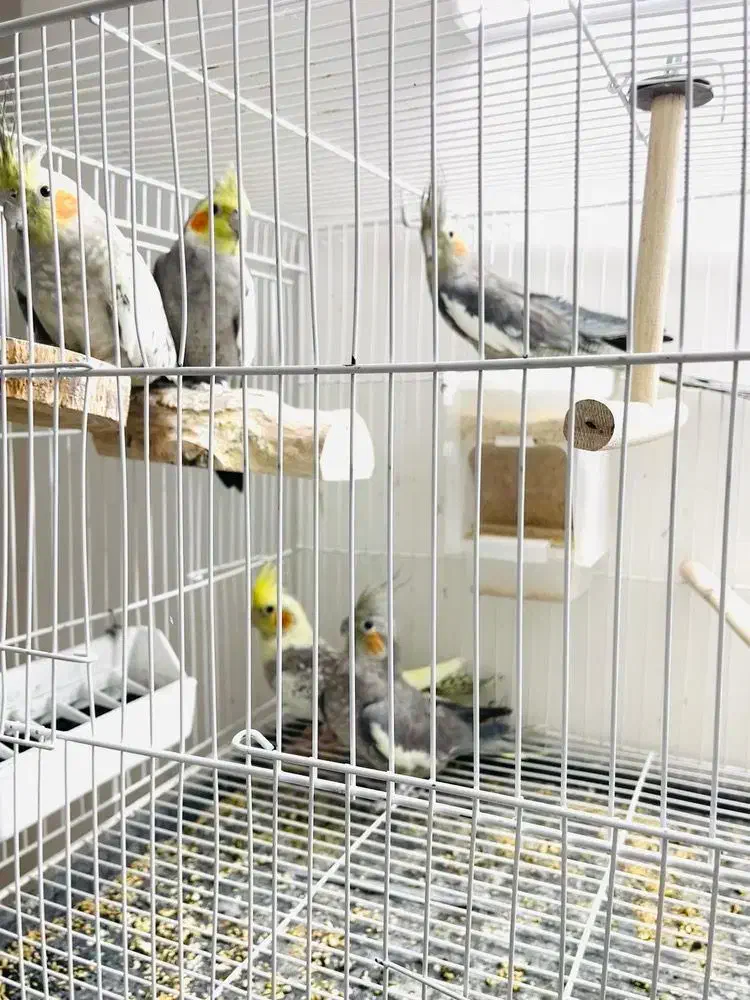 عروس هلندی|پرنده|سبزوار, شهرک ابوذر|دیوار