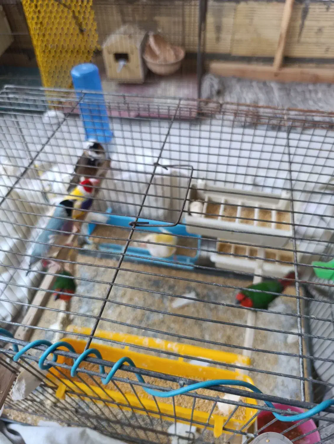 چهار جفت گلدین اماده|پرنده|قم, سید معصوم|دیوار