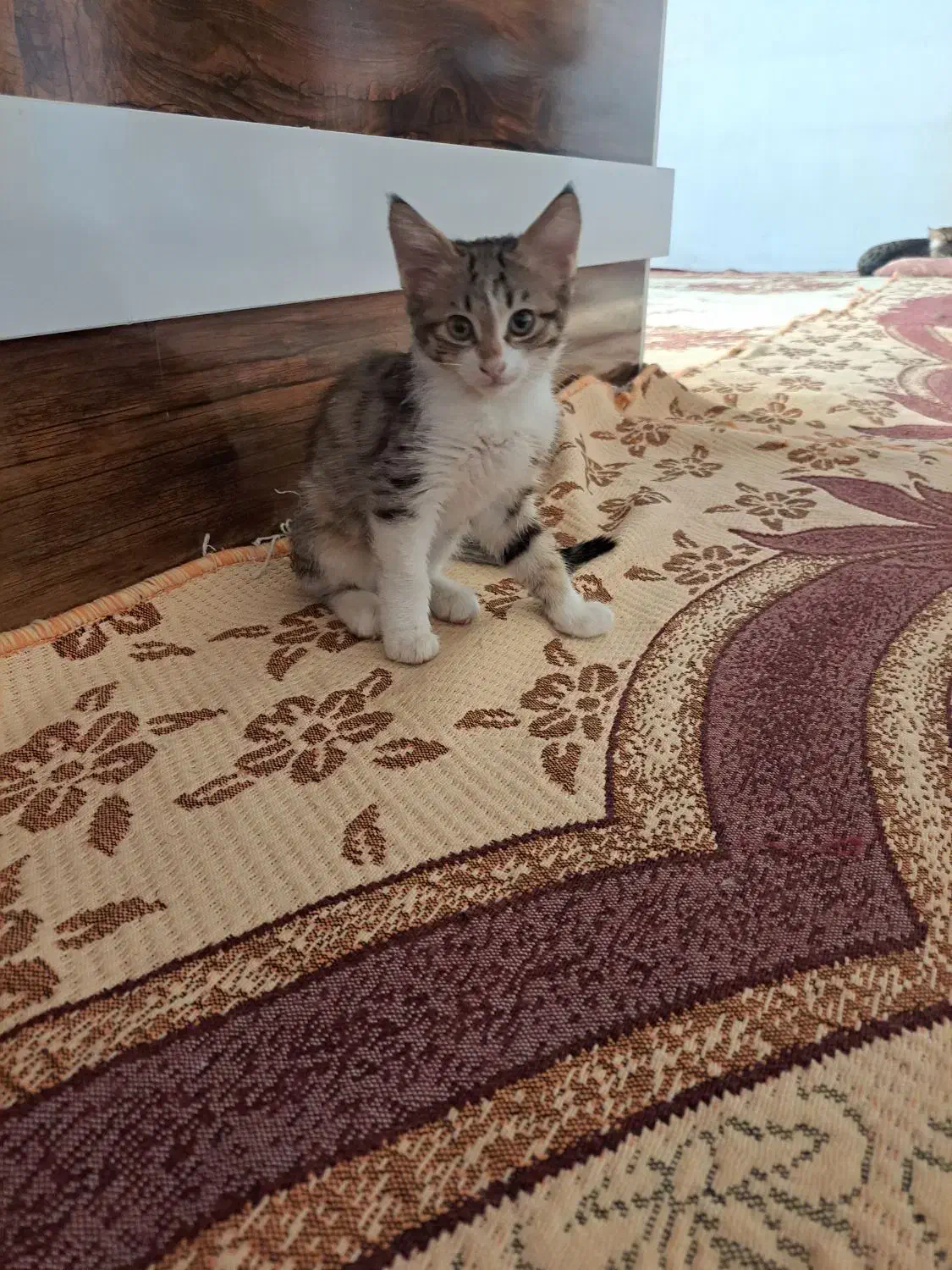 واگذاری گربه های نر و ماده|گربه|تبریز, |دیوار