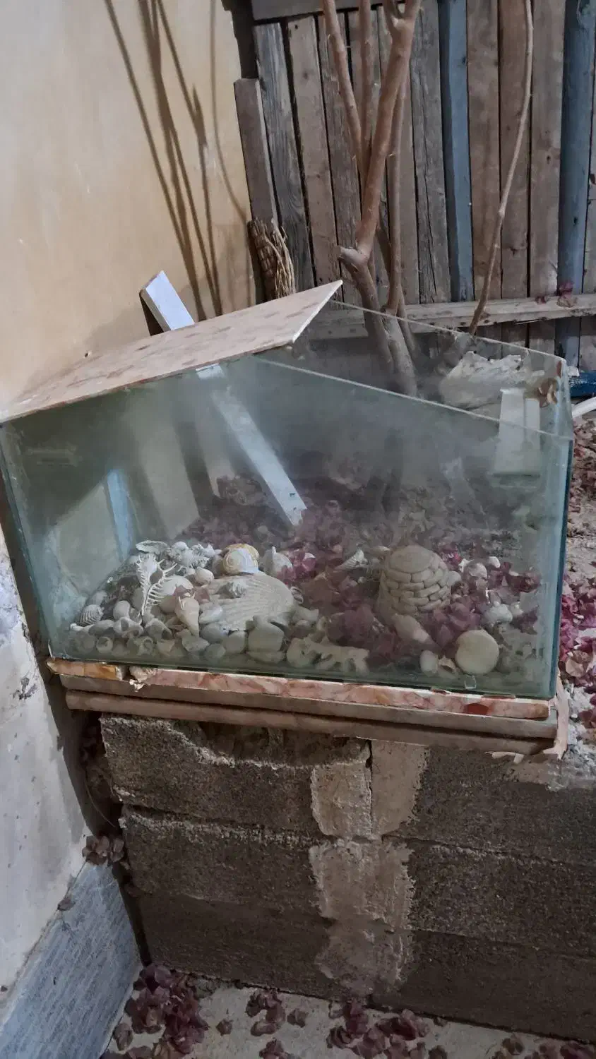 اکواریوم سالم|ماهی|کنارک, |دیوار