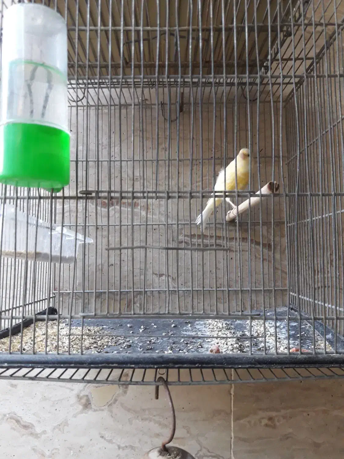 قناری نر بخون|پرنده|بندر ماهشهر, |دیوار