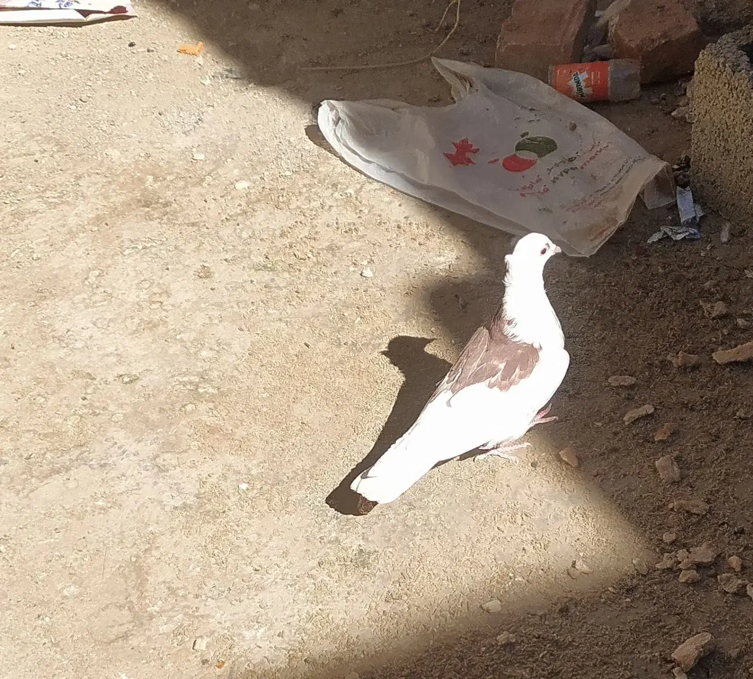 کبوتر پشت طوق|پرنده|سراوان, |دیوار