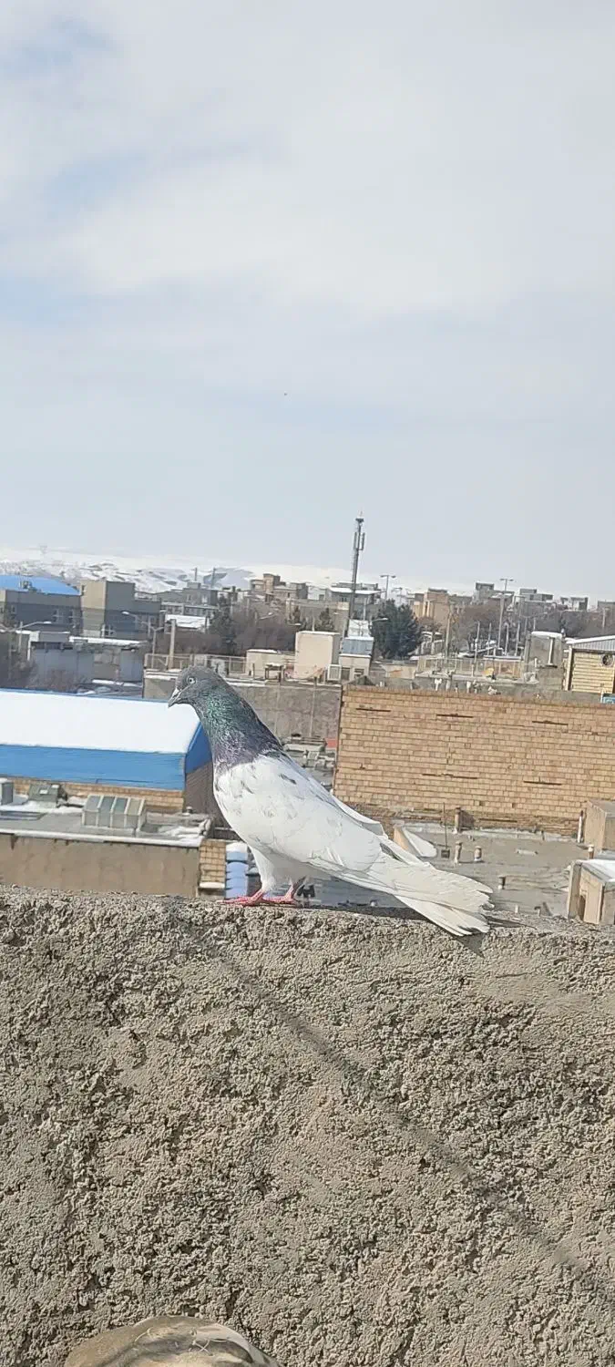 کفتر پرنده|پرنده|میانه, |دیوار