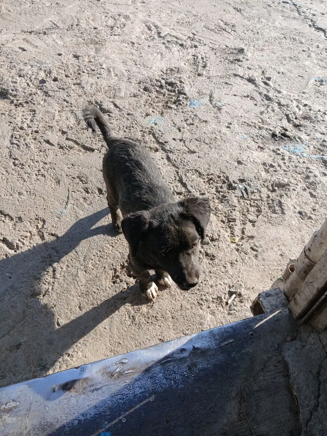 پاکوتاه فیندو|سگ|شهریار, رضی آباد بالا|دیوار