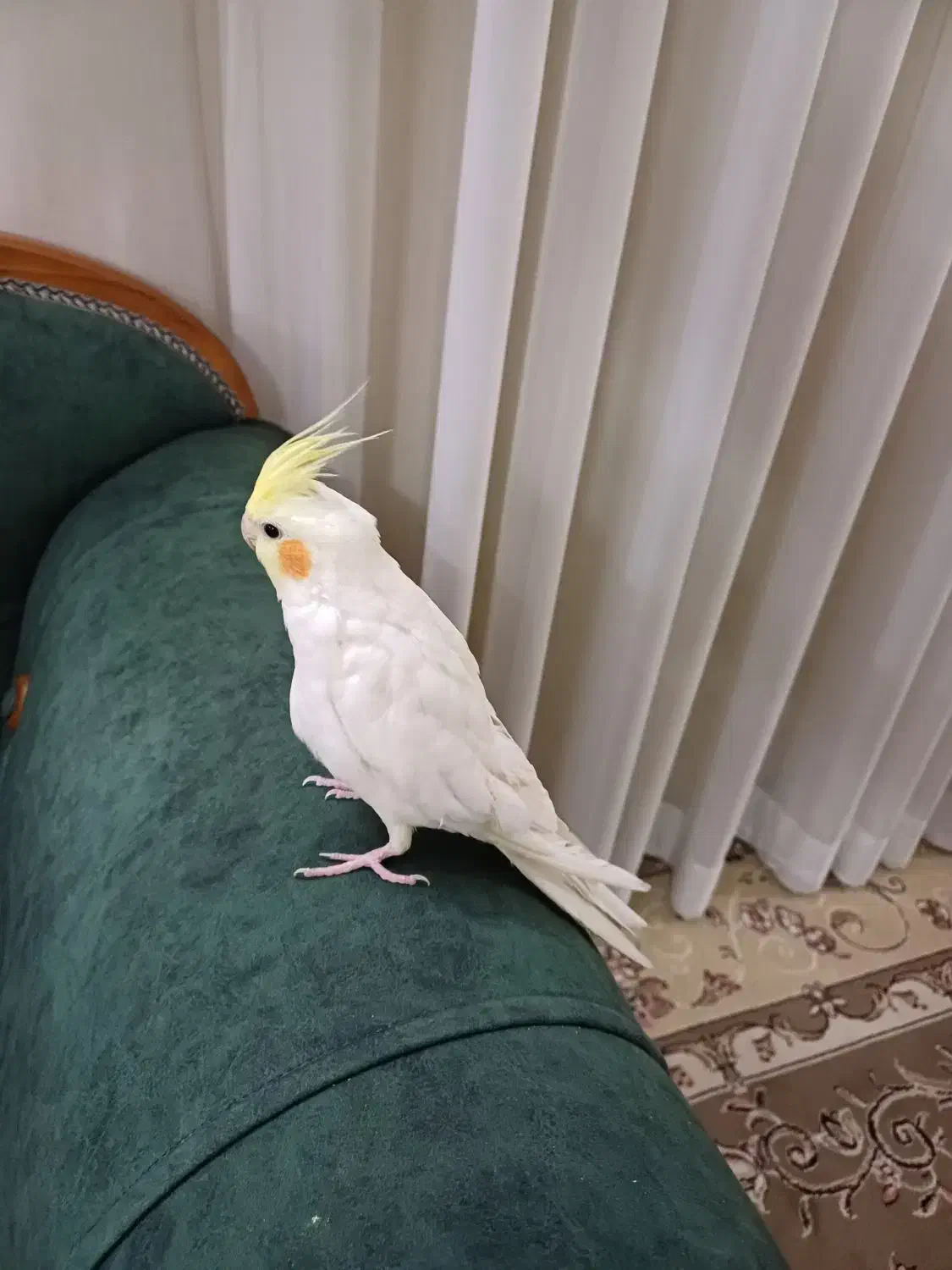 عروس هلندی نر|پرنده|مشهد, عبادی|دیوار