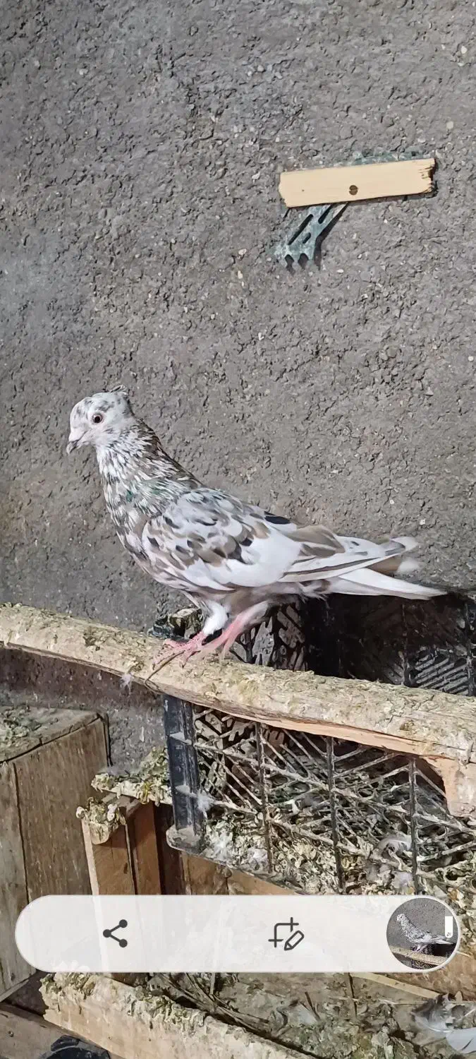 کبوتررنگی دورگ|پرنده|کارون, |دیوار