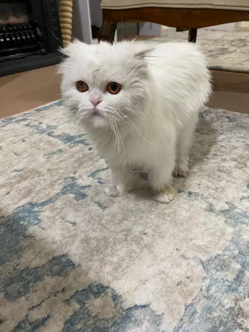 گربه اسکاتیش|گربه|میاندوآب, |دیوار