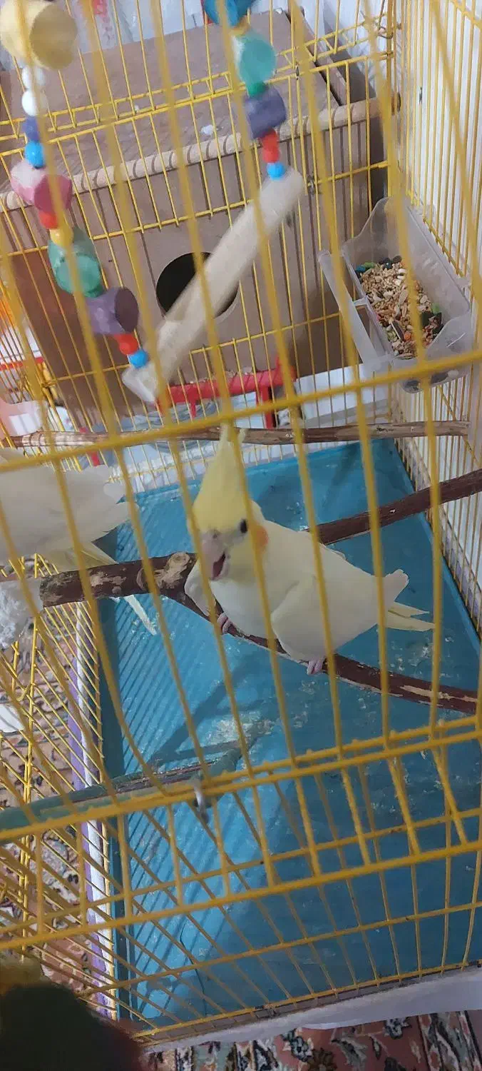 جفت عروس هلندی معاوضه با گیرینجک اهلی|پرنده|خوی, |دیوار