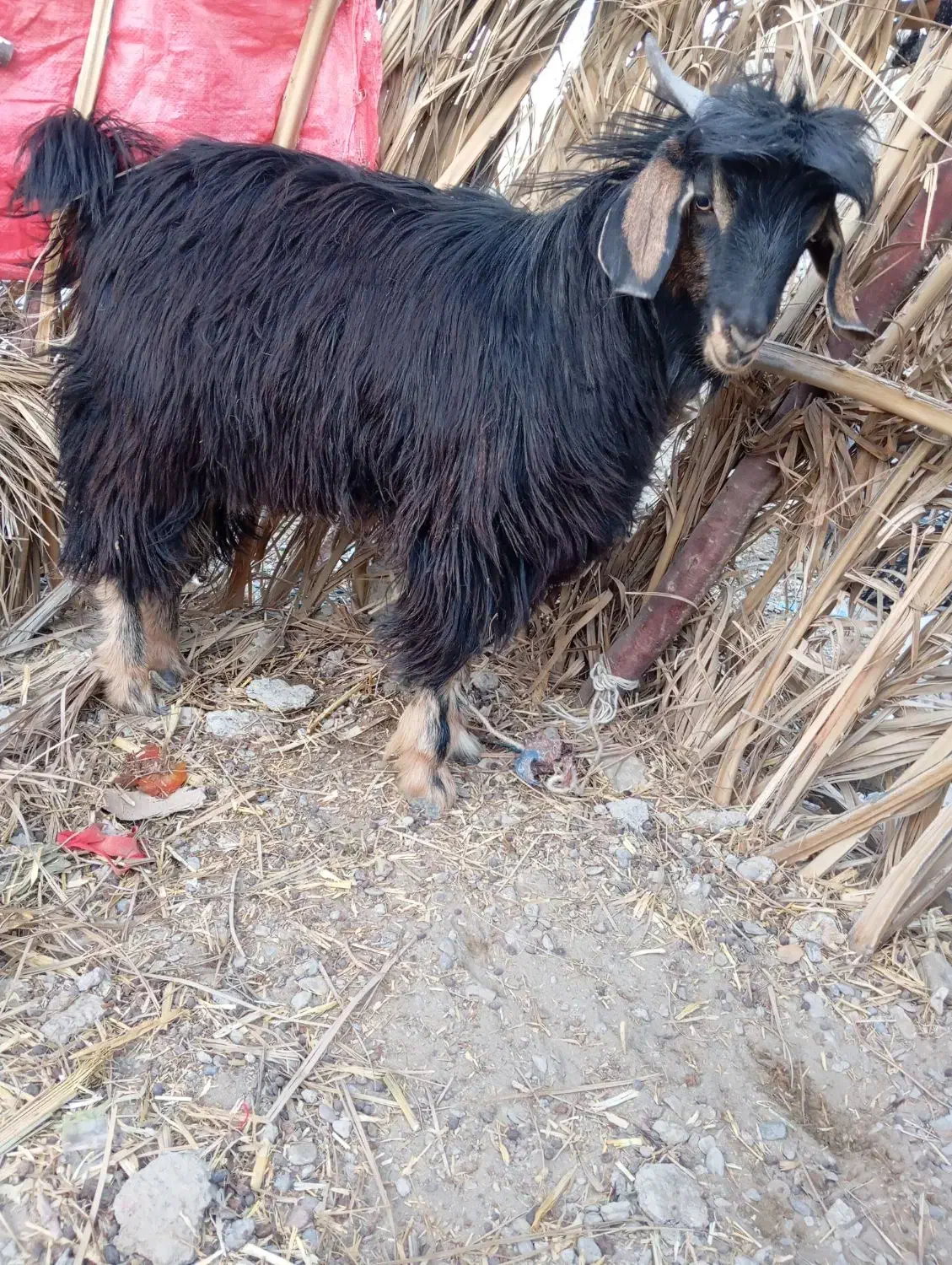 گوسفند پاچن|حیوانات مزرعه|مهرستان, |دیوار