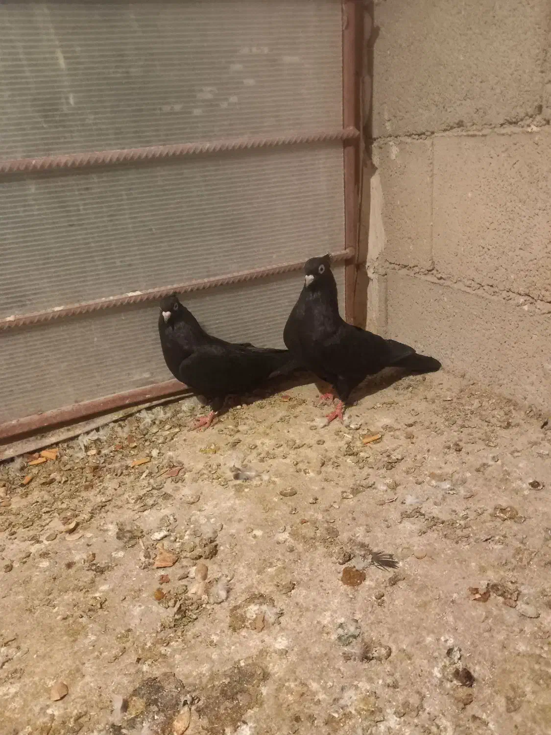 فروشی|پرنده|منج, |دیوار