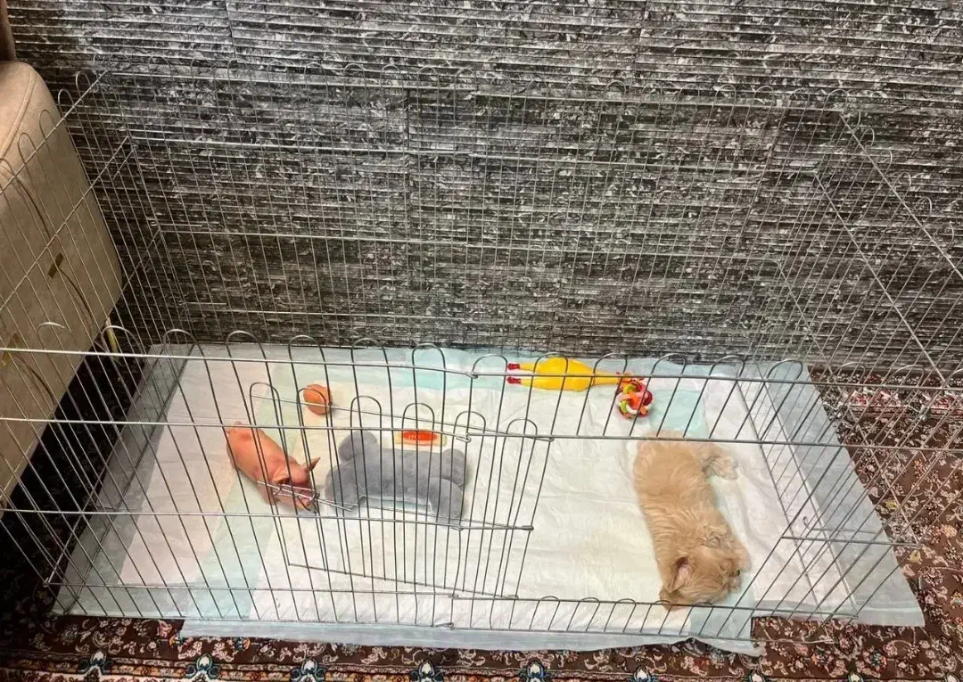 قفس سگ|لوازم جانبی حیوانات|ری, ظهیرآباد|دیوار