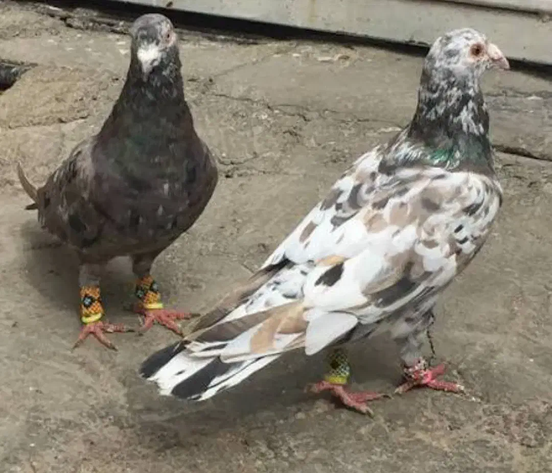 دو رگ عالی|پرنده|بروجن, |دیوار