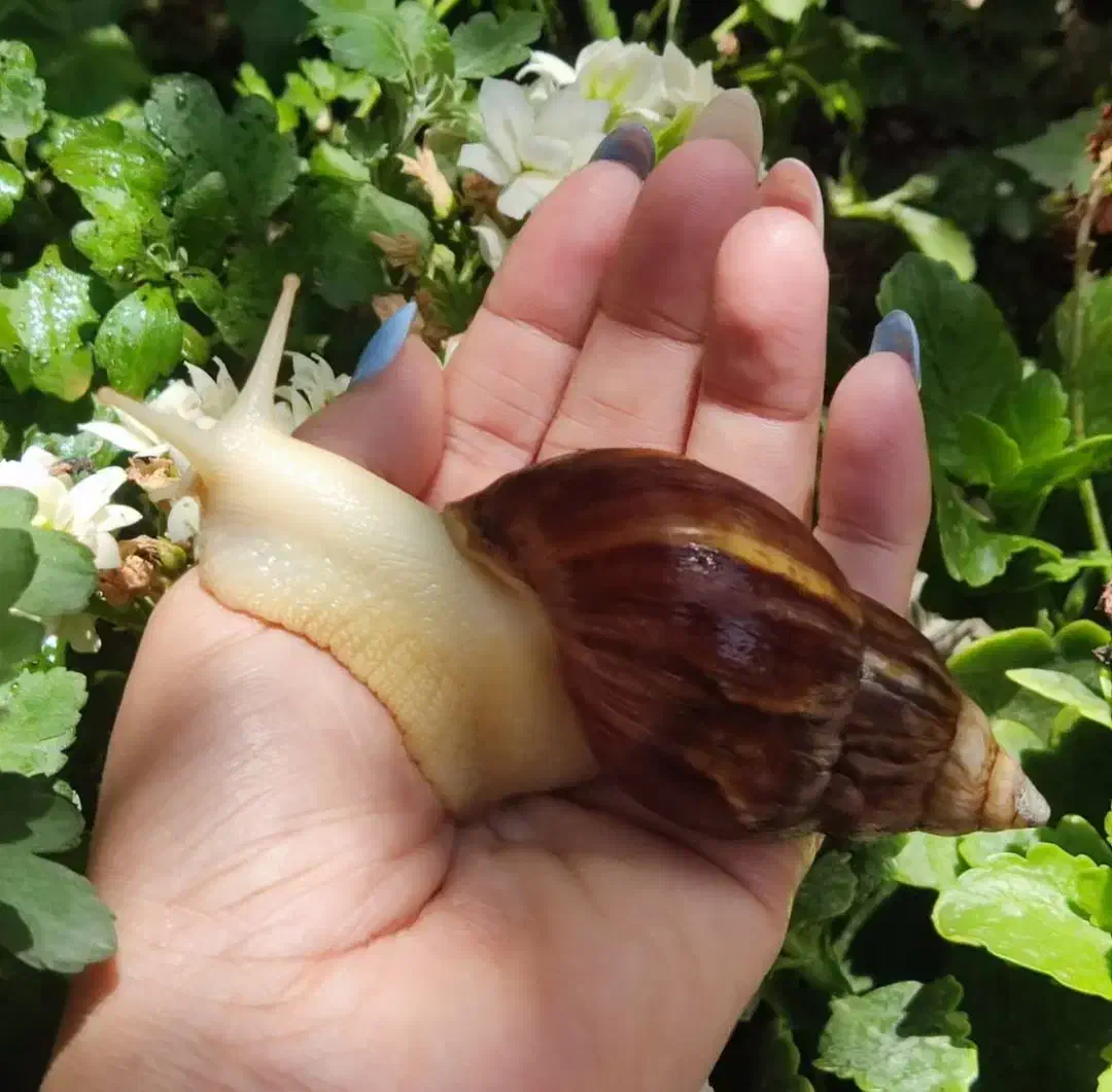 فروش حلزون آچاتینا برای حلزون تراپی|خزنده|ابهر, |دیوار