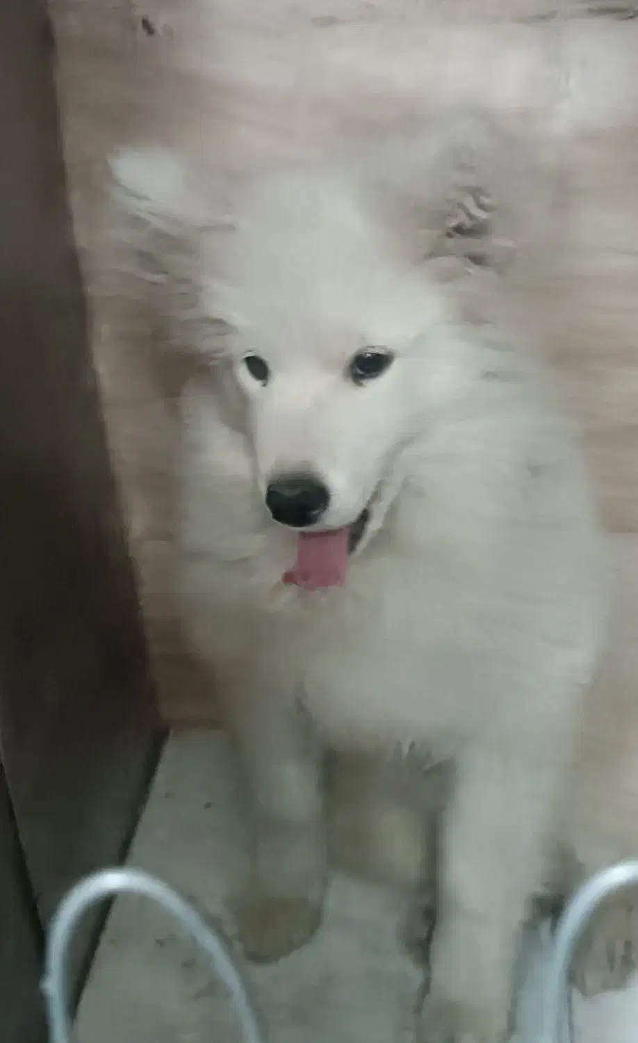 سگ سامویید گم شده|حیوانات|ری, سیزده آبان|دیوار