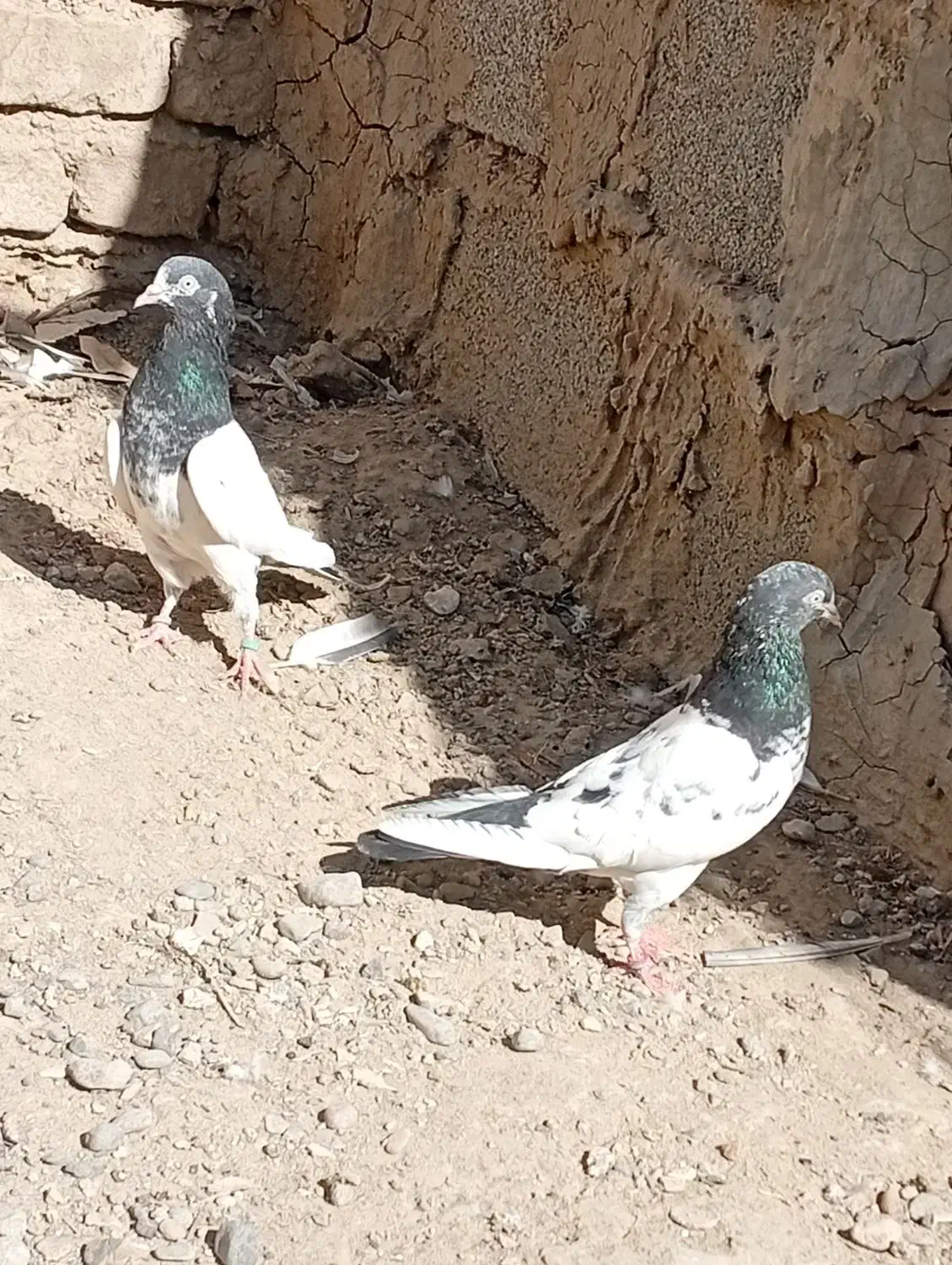 کبوتر تیدی|پرنده|ایرانشهر, |دیوار