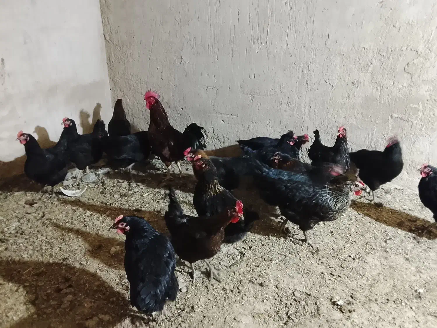 مرغ محلی جهادی|حیوانات مزرعه|تربت جام, میان جام|دیوار