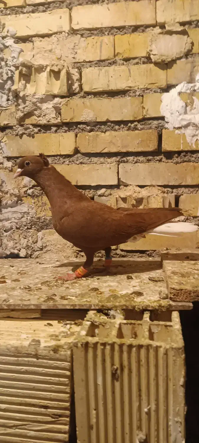 ماده دمسفید|پرنده|شوشتر, |دیوار