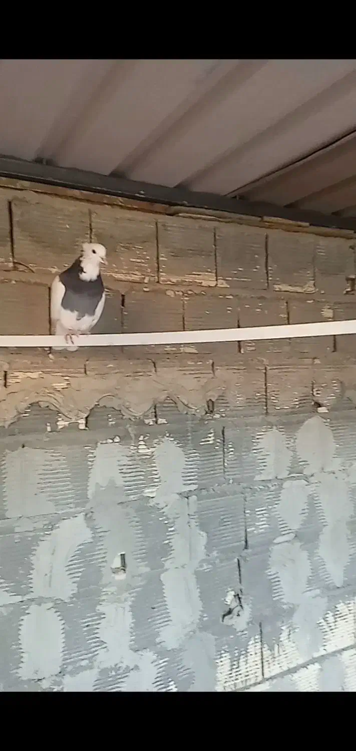 کبوتر زاغ و طوقی|پرنده|زیباشهر, |دیوار