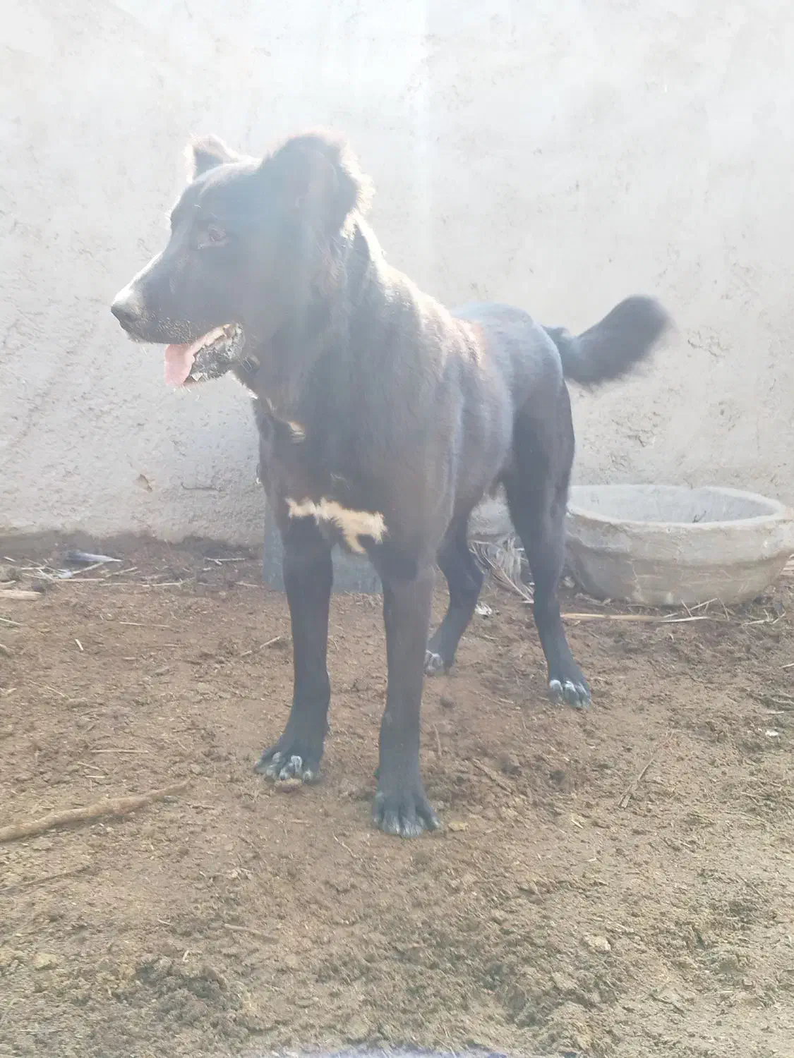 واگذاری نر سگ|سگ|بافق, |دیوار