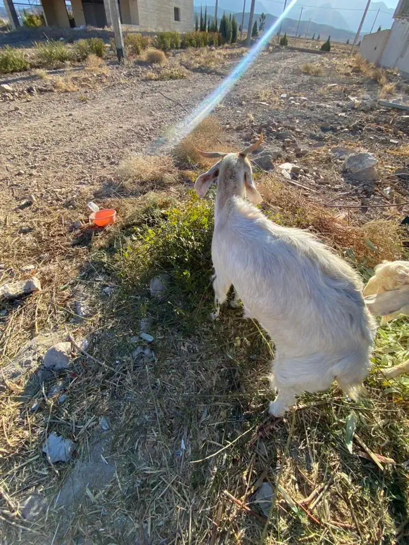 گوسفند|حیوانات مزرعه|ماهان, |دیوار