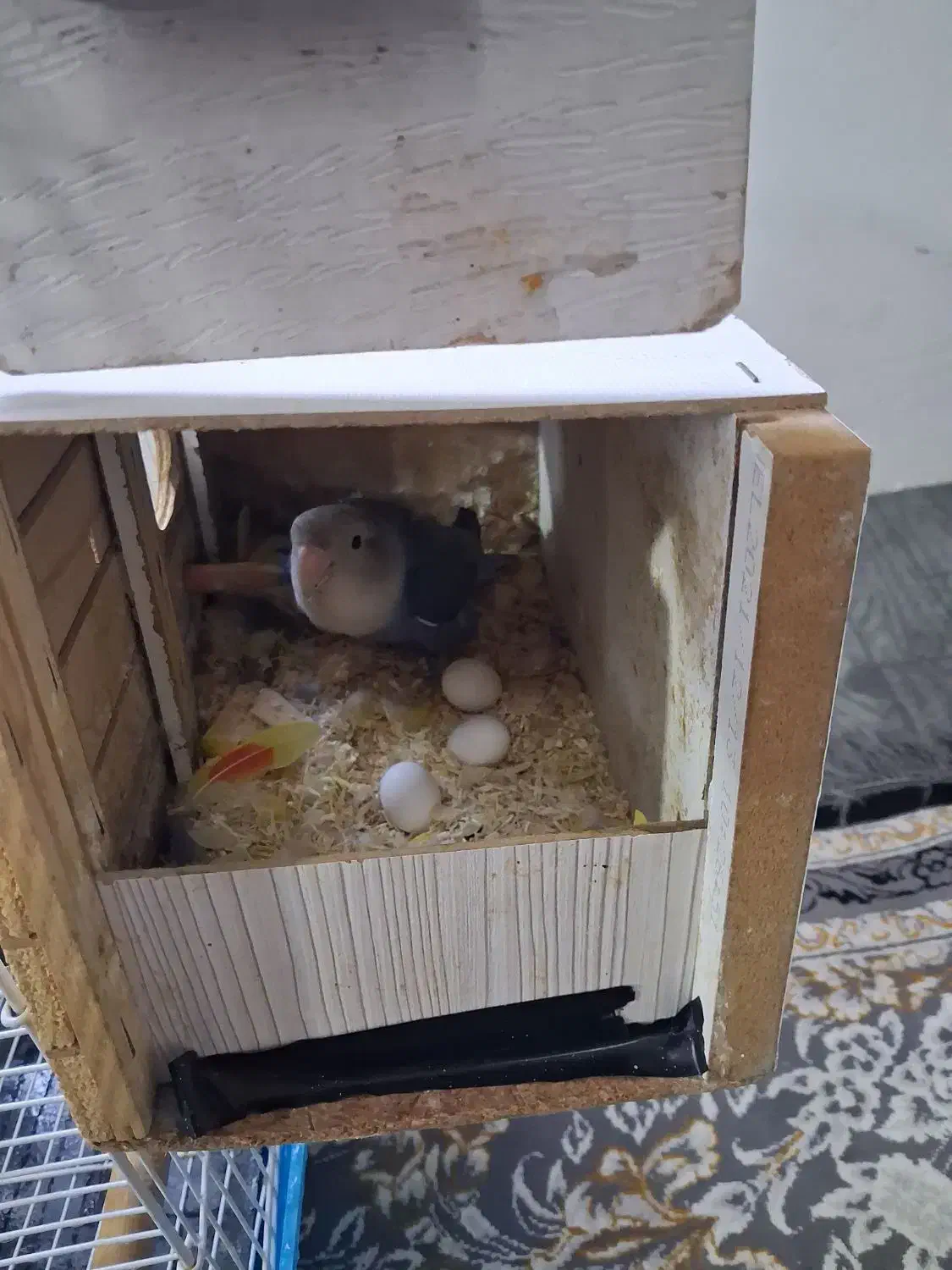 طوطی برزیلی جفت|پرنده|کرج, حصار|دیوار