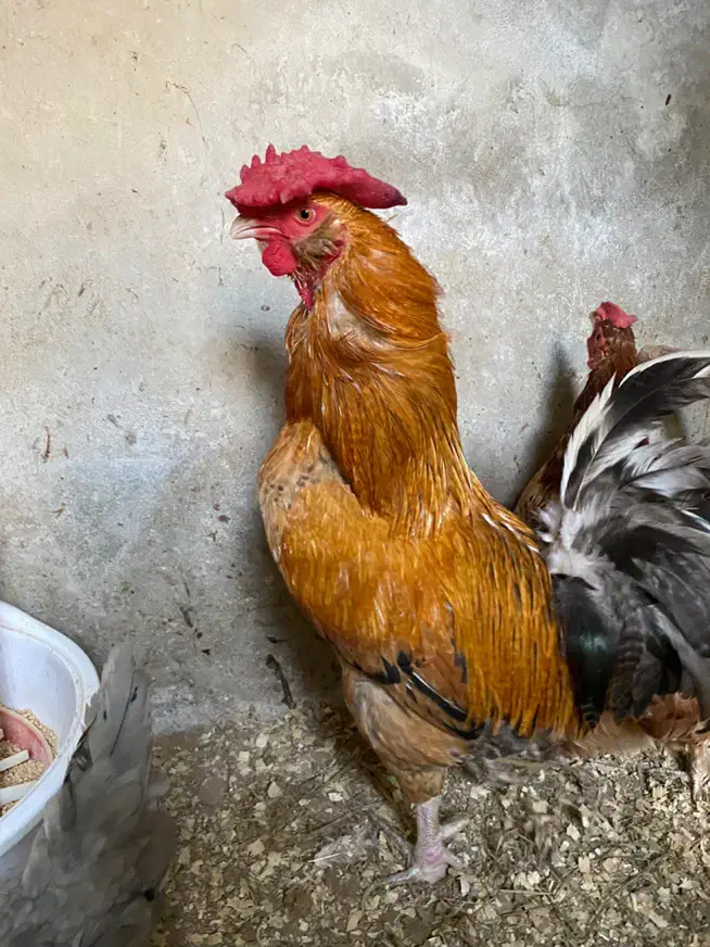 خروس گلین چهل تاج|حیوانات مزرعه|آمل, |دیوار