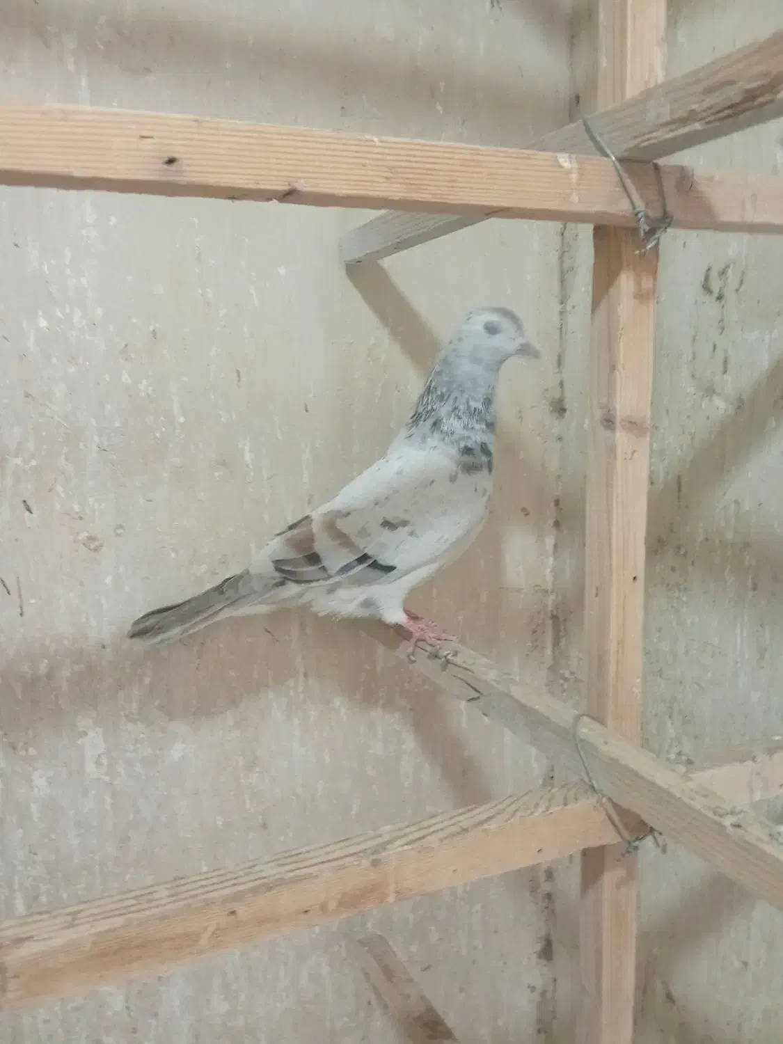 کبوتر طوقی وسرور|پرنده|باغستان, |دیوار