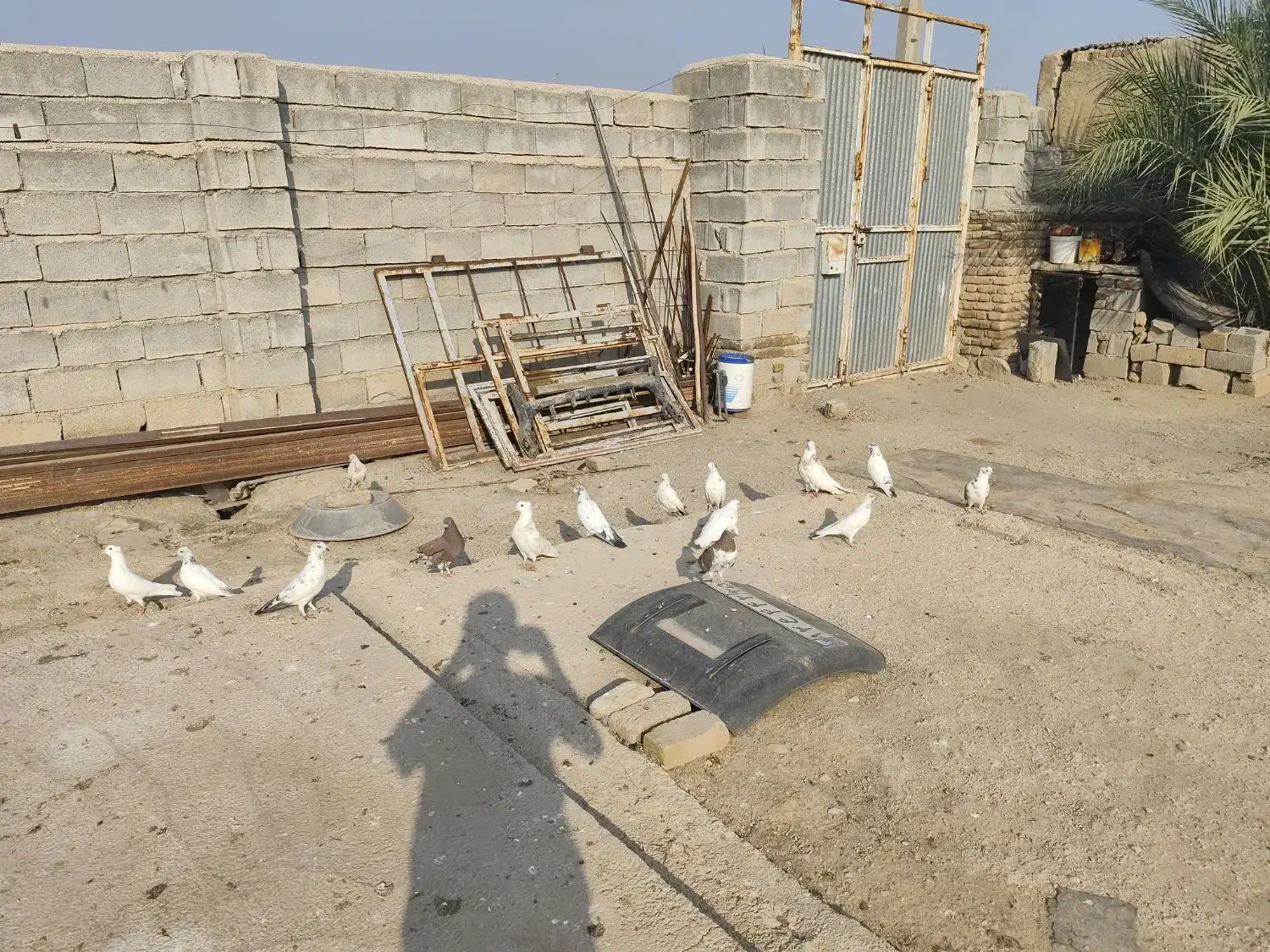 کبوتر|پرنده|سرپل ذهاب, |دیوار